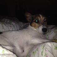 Jack russell terrier Egesgave's Gayo