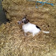 Jack russell terrier Egesgave's Gayo