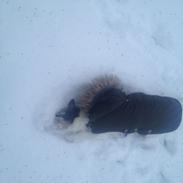 Jack russell terrier Egesgave's Gayo