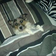 Jack russell terrier Egesgave's Gayo