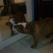 Engelsk bulldog Asbjørn
