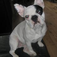 Fransk bulldog Alma