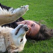 Golden retriever Luca