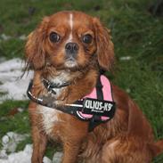 Cavalier king charles spaniel Freja