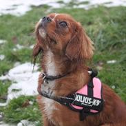Cavalier king charles spaniel Freja