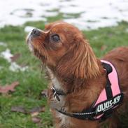 Cavalier king charles spaniel Freja