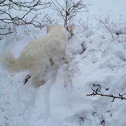 Blanding af racer Vilma