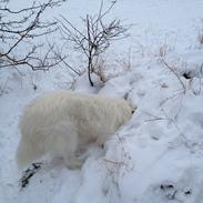 Blanding af racer Vilma