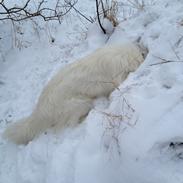 Blanding af racer Vilma