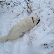 Blanding af racer Vilma