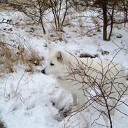 Blanding af racer Vilma