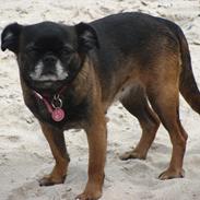 Griffon petit brabancon Sally/Grynte