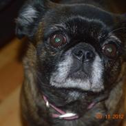 Griffon petit brabancon Sally/Grynte