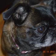 Griffon petit brabancon Sally/Grynte