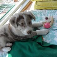 Australian shepherd Louis