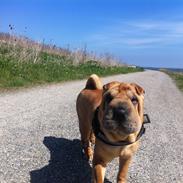 Shar pei Belle