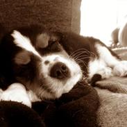 Cavalier king charles spaniel Malik