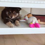 Finsk lapphund Fenja