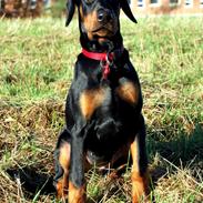 Dobermann Proud Danish Foxy Lady