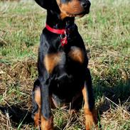 Dobermann Proud Danish Foxy Lady