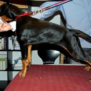 Dobermann Proud Danish Foxy Lady