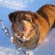 Nova scotia duck tolling retriever Tollerlands Cassiopeia