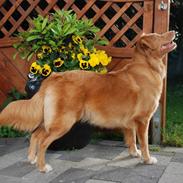 Nova scotia duck tolling retriever Tollerlands Cassiopeia
