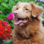 Nova scotia duck tolling retriever Tollerlands Cassiopeia