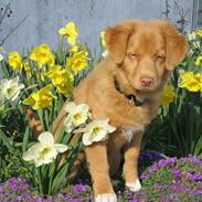 Nova scotia duck tolling retriever Tollerlands Cassiopeia