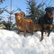 Nova scotia duck tolling retriever Tollerlands Cassiopeia