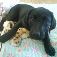 Labrador retriever Naja