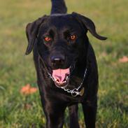 Labrador retriever Zindy