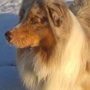 Australian shepherd Godrumgaards Taco