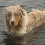 Australian shepherd Godrumgaards Taco