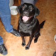 Labrador retriever Naja