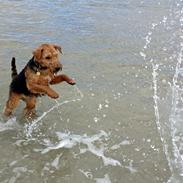 Welsh terrier Laika