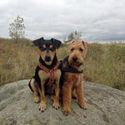 Welsh terrier Laika