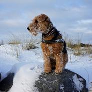 Welsh terrier Laika