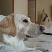Labrador retriever Phoebe