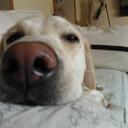 Labrador retriever Phoebe