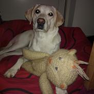 Labrador retriever Phoebe