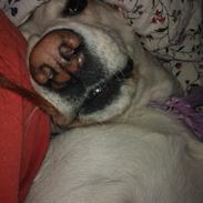 Labrador retriever Phoebe