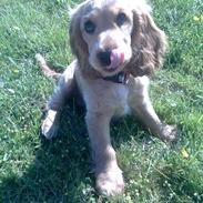 Cocker spaniel Molly<3 RIP