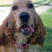 Cocker spaniel Molly<3 RIP