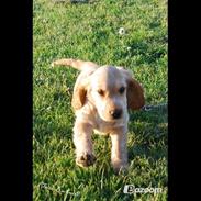 Cocker spaniel Molly<3 RIP