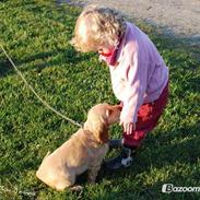 Cocker spaniel Molly<3 RIP