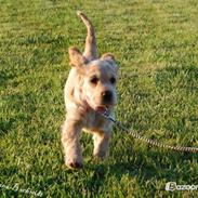 Cocker spaniel Molly<3 RIP