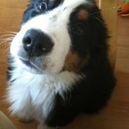 Berner sennenhund Samson