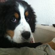 Berner sennenhund Samson