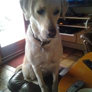 Labrador retriever Freja